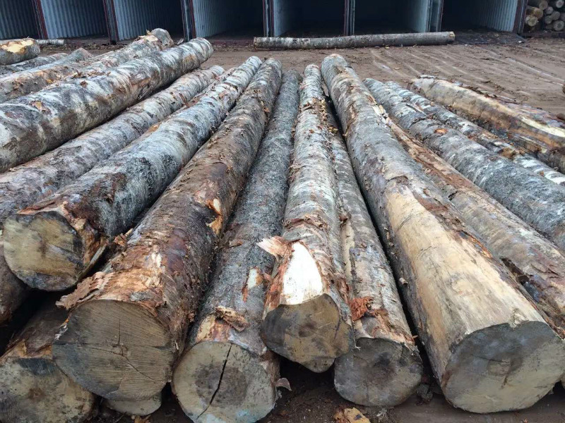 桦木原木