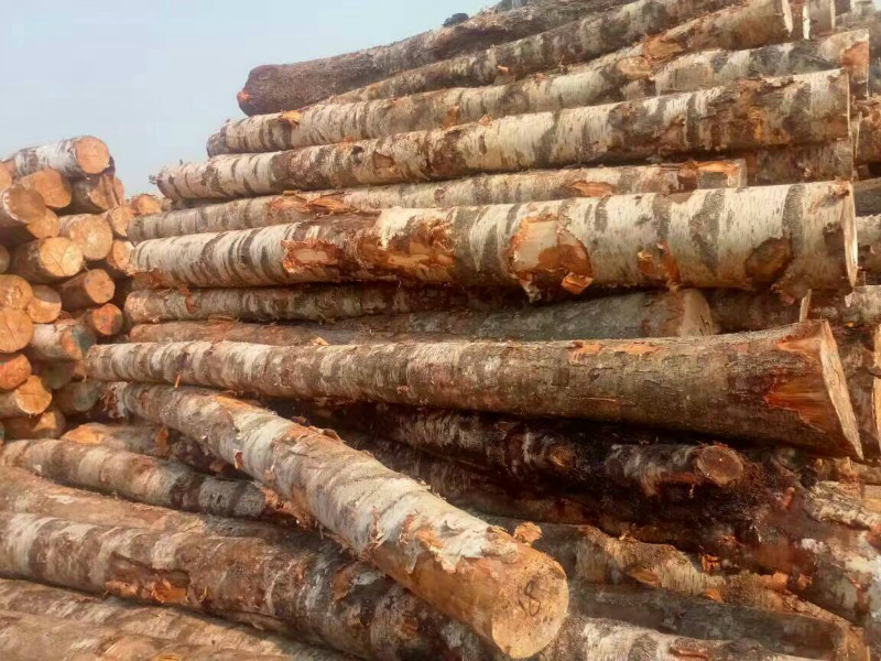 桦木原木