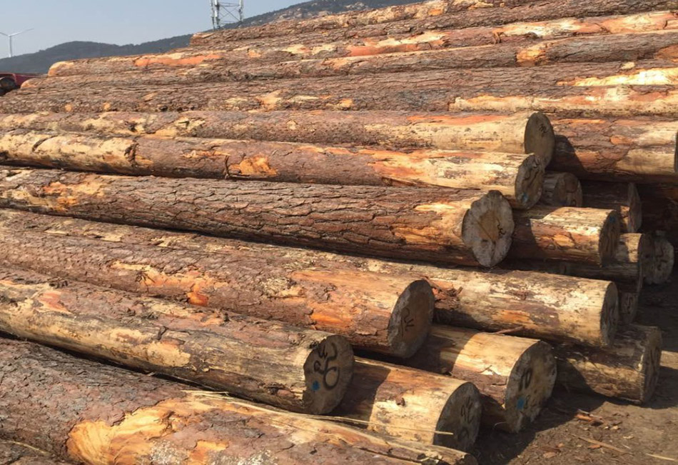 进口原木